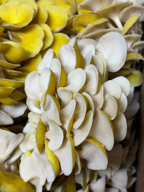 Fresh Golden Oyster Mushrooms