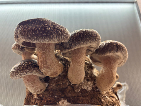 Ready to Fruit Shiitake Grow Bag