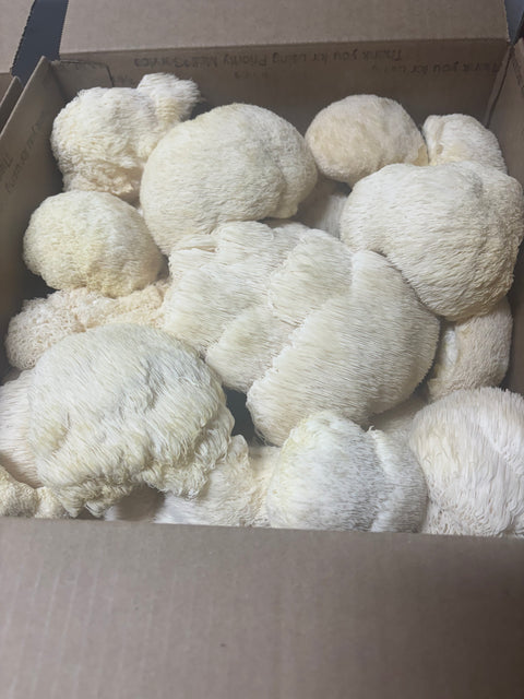 Fresh Harvested Lions Mane Mushroom