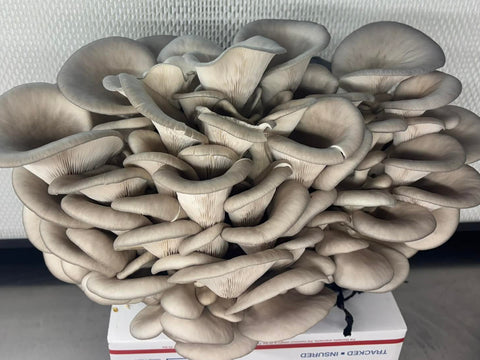 Blue King Oyster Ready to Fruit Grow Bag