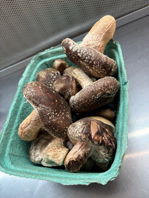 Ready to Fruit Shiitake Grow Bag