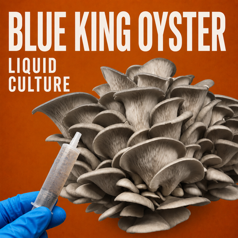 Blue King Oyster Liquid Culture 10ml Syringe