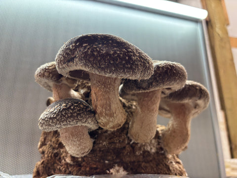 Shiitake