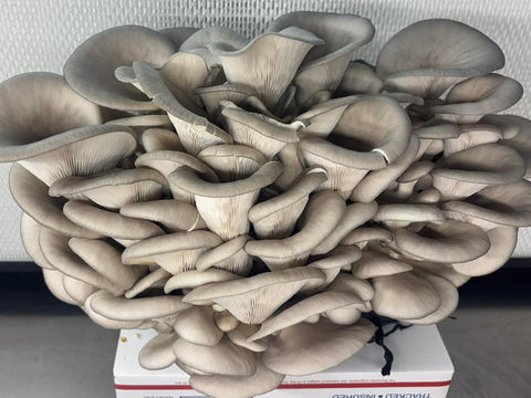 Blue King Oyster Ready to Fruit Grow Bag