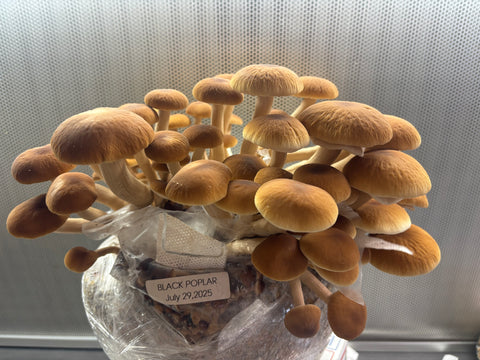 Italian Pioppino (Black Poplar) Ready to Fruit Grow Bag