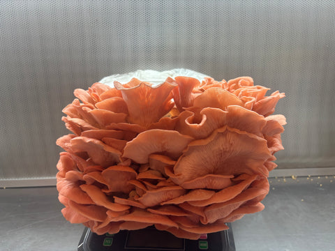 Pink Oyster Mushrooms Ready to Fruit Grow Bag