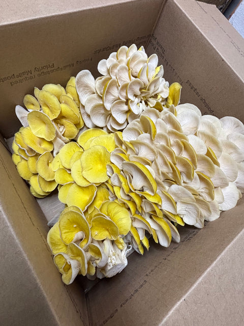 Fresh Golden Oyster Mushrooms