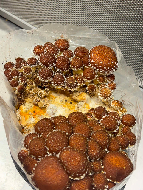 Ready to Fruit Chesnut Grow Bag