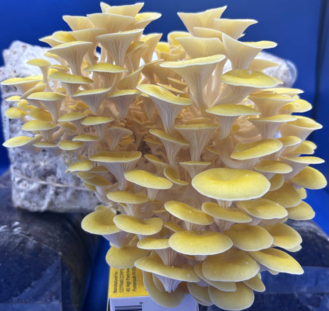 Golden Oyster Ready to Fruit Grow Bag