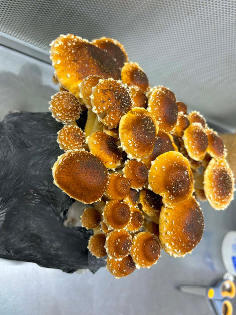 Ready to Fruit Chesnut Grow Bag