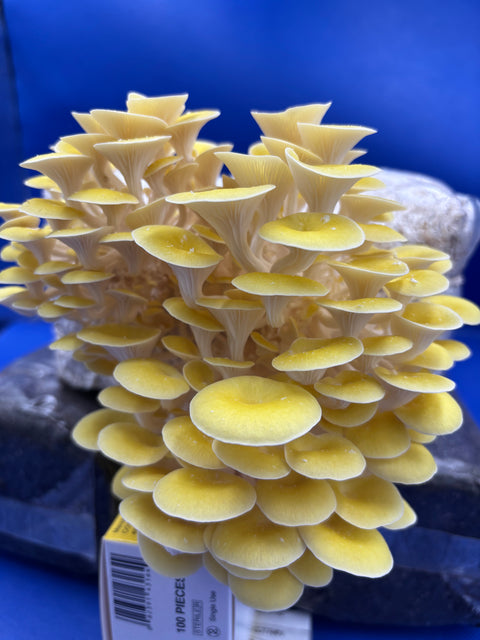 Golden Oyster Ready to Fruit Grow Bag