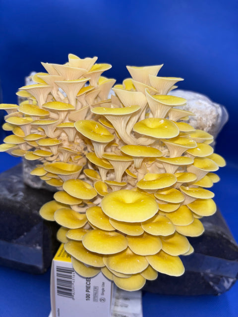 Golden Oyster Ready to Fruit Grow Bag