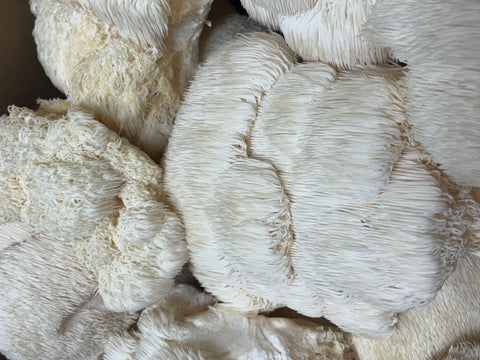 Fresh Harvested Lions Mane Mushroom