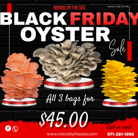 BLACK FRIDAY OYSTER GROW BAG COMBO