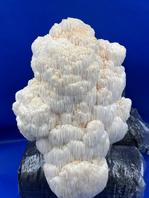 Lions Mane Ready To Fruit Grow Bag