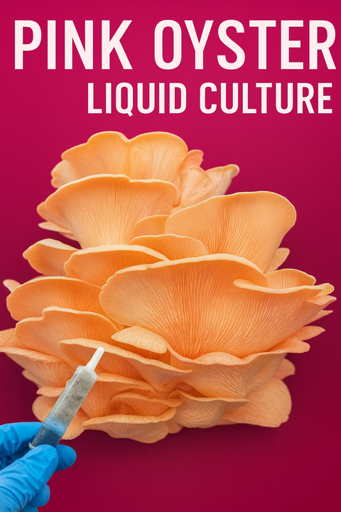 Pink Oyster (Pleurotus djamor) Liquid Culture