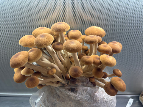 Italian Pioppino (Black Poplar) Ready to Fruit Grow Bag