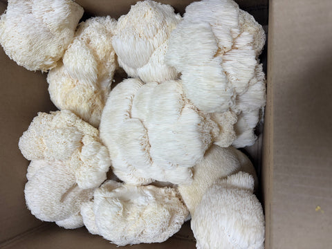 Fresh Harvested Mushrooms