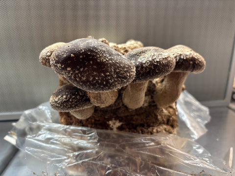 Ready to Fruit Shiitake Grow Bag
