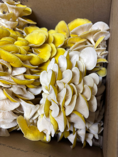Fresh Golden Oyster Mushrooms