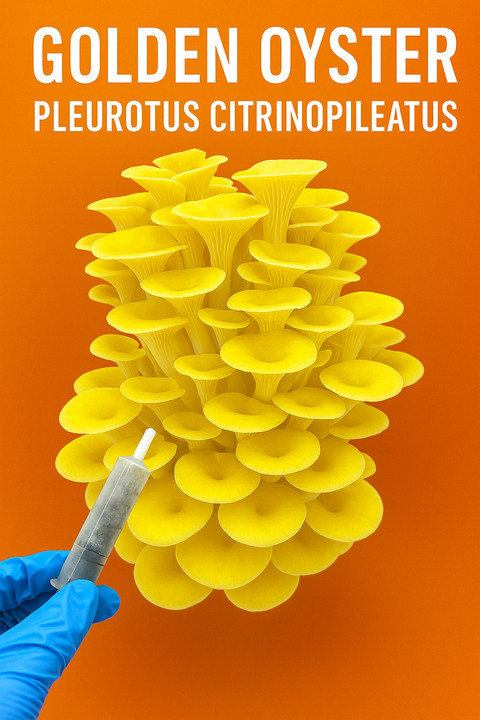 Golden Oyster Liquid Culture 10ml Syringe