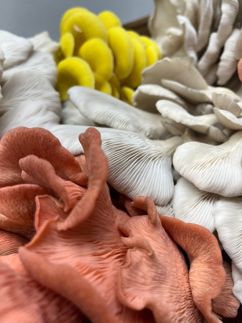 Oyster Mushroom Mix