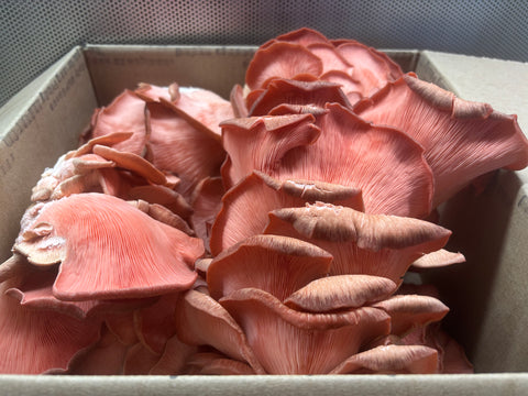 Fresh Pink Oyster Mushrooms