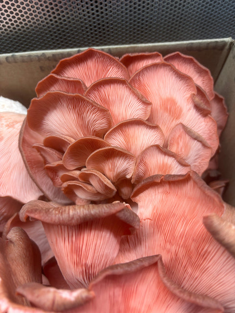 Fresh Pink Oyster Mushrooms