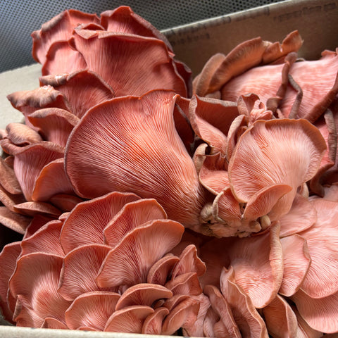 Fresh Pink Oyster Mushrooms