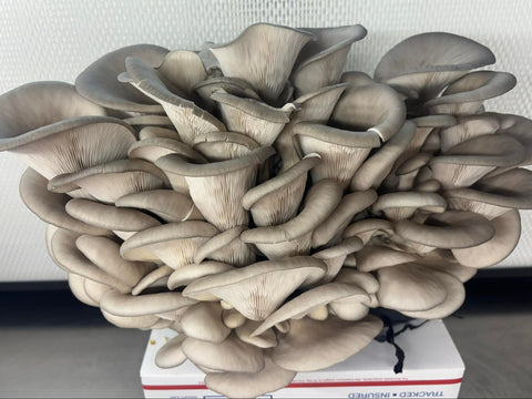 Blue King Oyster Ready to Fruit Grow Bag