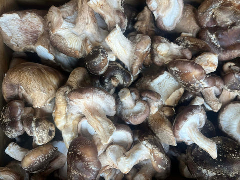 Fresh Harvested Shiitake Mushrooms