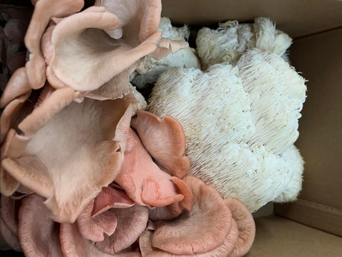 Lionsmane and Pink Oyster Mushroom Mix