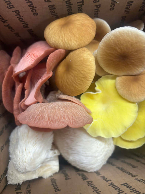 Thanksgiving Mushroom Box