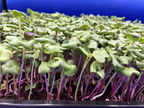 Microgreen Add-on Subscription